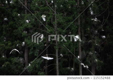 Heron Forest 115152488