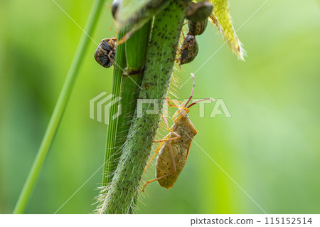 Hoshi Hararillo直升機蟲 115152514