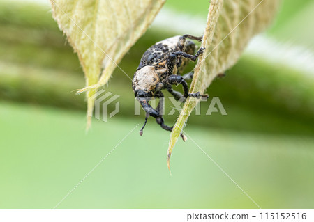  牛蛙豆象鼻蟲 115152516