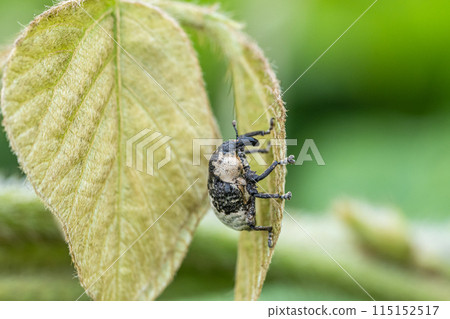  牛蛙豆象鼻蟲 115152517