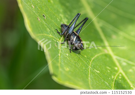 Hymengis Hymengis 115152530