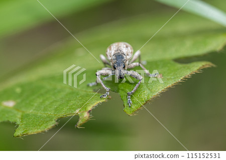 興吹造蟲 115152531