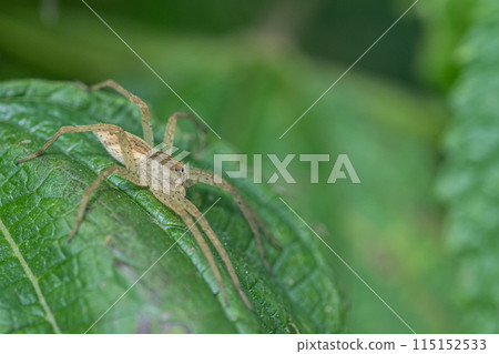 Ilo-billed spider　 115152533