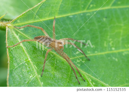 Ilo-billed spider　 115152535