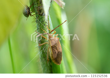 Hoshi Hararillo Helicopter bug 115152536