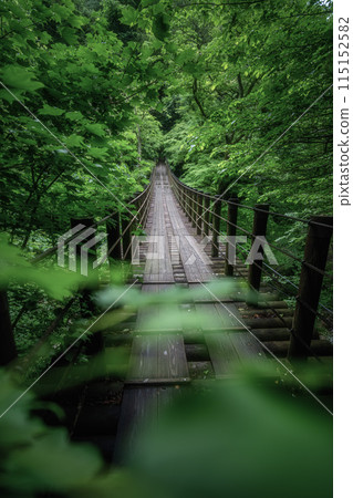 Hananuki Gorge, Takahagi City, Ibaraki Prefecture Fresh green Shiomi Waterfall Suspension Bridge 115152582