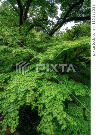 茨城縣高萩市花貫峽 鮮綠潮見瀑布吊橋 115152588
