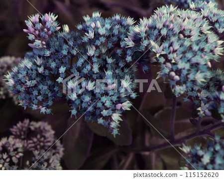 Flower bud and green leaves background, beautiful floral texture 115152620