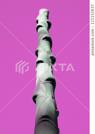 Unusual colorful tropical trees with fallen leaves, background Unusual colorful tropical trees with fallen leaves, background 115152637