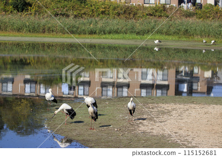 Storks, a national natural monument, gather near water Storks, a national natural monument, gather near water 115152681