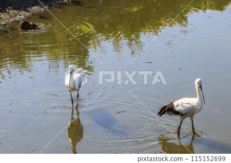 國家天然紀念物白鸛和指定外來物種海狸鼠聚集在水邊。 國家天然紀念物白鸛和指定外來物種海狸鼠聚集在水邊。 115152699