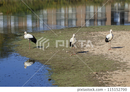 國家天然紀念物鸛鳥聚集在水邊 國家天然紀念物鸛鳥聚集在水邊 115152700