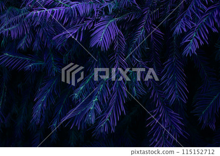 Thuja tree branches with leaves background, unusual floral texture 115152712