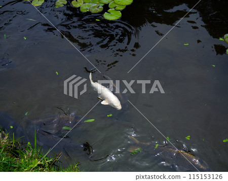 White carp swimming in the pond 115153126