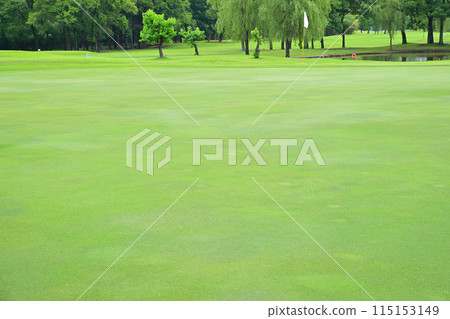 初夏的綠色高爾夫球場，空蕩蕩的綠色 115153149