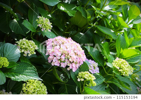 繡球花在花園裡 115153194