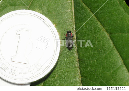 Bordered buprestid beetle and one yen coin Bordered buprestid beetle and one yen coin 115153221