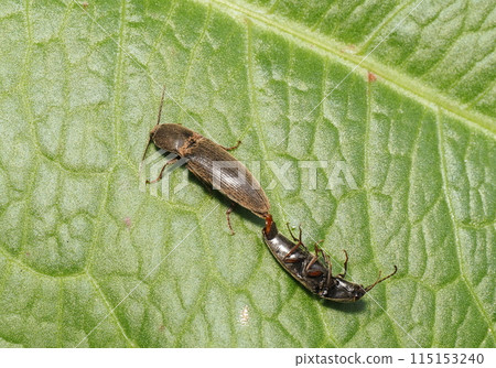 A type of click beetle (mating) 115153240