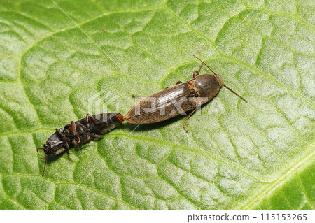 A type of click beetle (mating) 115153265