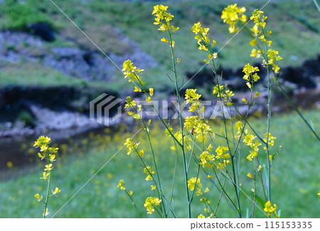 河邊盛開的黃芥菜花（背景模糊） 115153335