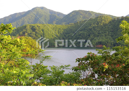 Tokuyama Walk (Tokuyama Dam).19 (Tokuyama, Ibigawa-cho, Ibi-gun, Gifu Prefecture) 115153516