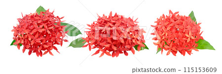 Ixora flower isolated on white background.jpg 115153609