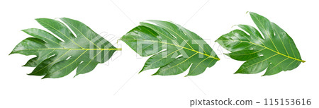 Tropical of Breadfruit leaf isolated on white background.jpg 115153616