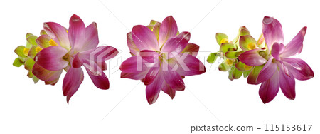 Turmeric fower isolated on white background 115153617