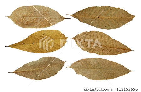dry leaf or dead leaf isolated on white background dry leaf or dead leaf isolated on white background 115153650