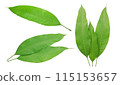 mango leaves on white background 115153657