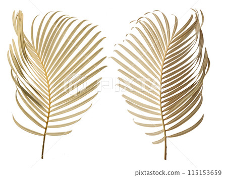 Tropical palm leaf isolated on whit background 115153659