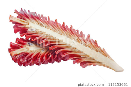 Zingiber Zerumbet flower isolated on white background 115153661