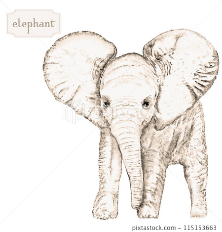 Line drawing of baby elephant, African elephant, elephant, baby elephant 115153663