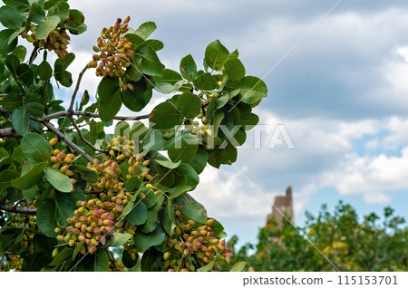 View of a pistachio bunch on tree and ancient ruined tower in the distance 115153701