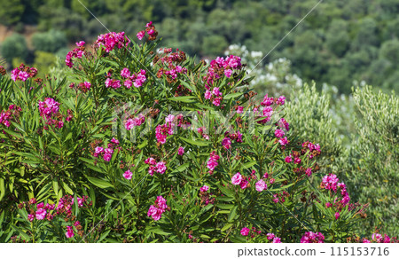 Nerium oleander flowers Nerium oleander flowers 115153716