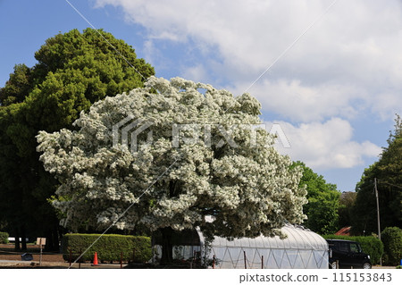 Nanjamonja tree in full bloom 115153843