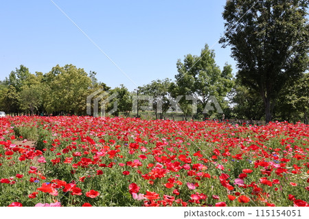 Flower beds at Matsubushi Green Hill Park in Matsubushi Town 115154051