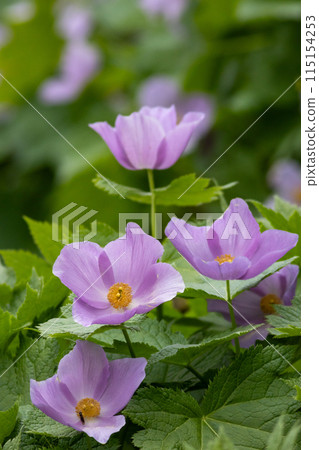 鵂雞爪 鵂雞爪 115154253