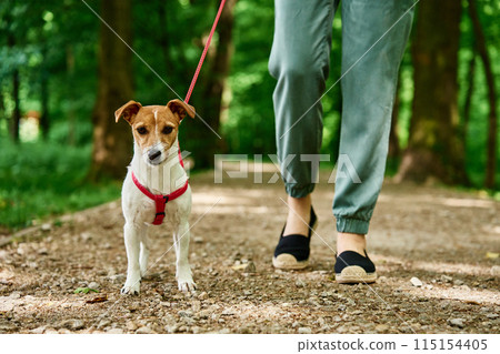 Woman Walking Dog in Park 115154405