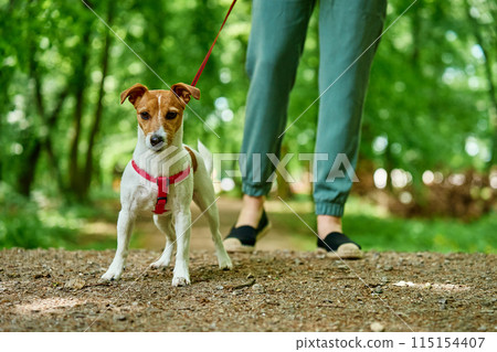 Woman Walking Dog in Park 115154407