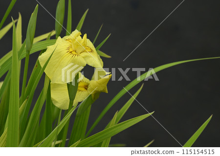 愛知縣鮮豔的花朵和鳶尾花 愛知縣鮮豔的花朵和鳶尾花 115154515