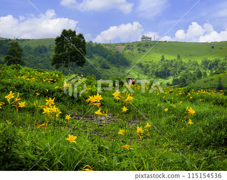 木菅野花盛開的高原 木菅野花盛開的高原 115154536