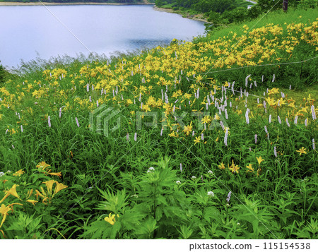 Hemerocallis blooming by the lake Hemerocallis blooming by the lake 115154538