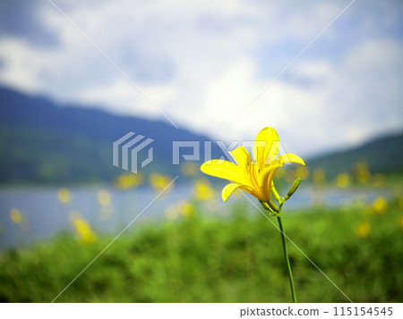 Hemerocallis on the shores of Lake Nozori Hemerocallis on the shores of Lake Nozori 115154545