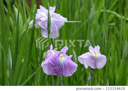 Morning sun and irises Morning sun and irises 115154629