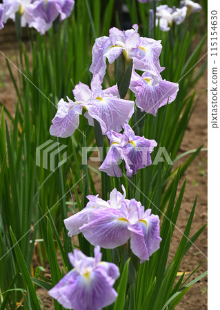 Morning sky and irises Morning sky and irises 115154630