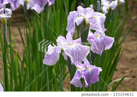 Morning sky and irises Morning sky and irises 115154631