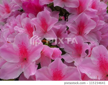 Azalea Azalea 115154641