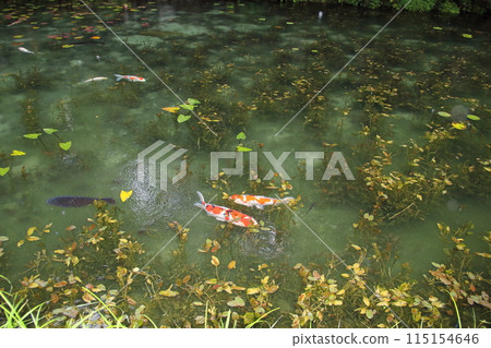 俗稱莫內池塘漫步2(岐阜縣關市板取) 俗稱莫內池塘漫步2(岐阜縣關市板取) 115154646