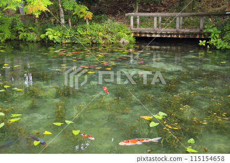 Strolling around the so-called Monet's Pond 14 (Itadori, Seki City, Gifu Prefecture) Strolling around the so-called Monet's Pond 14 (Itadori, Seki City, Gifu Prefecture) 115154658
